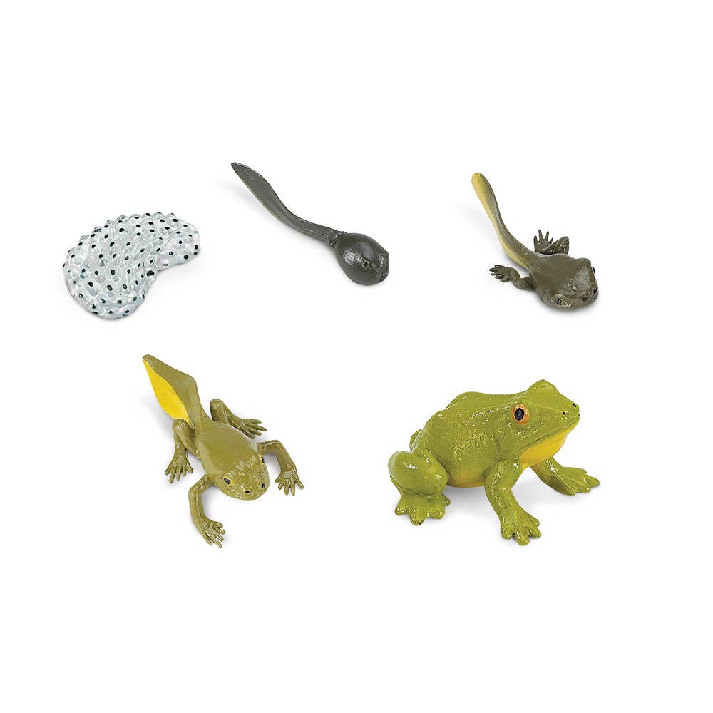 Life Cycle Of A Frog