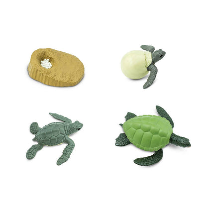 Life Cycle Of A Green Sea Turtle