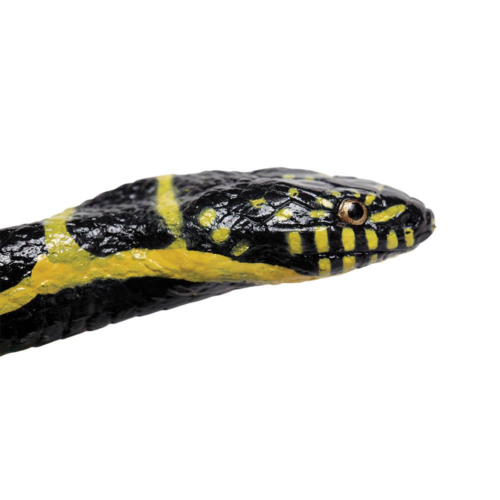 Chain Kingsnake
