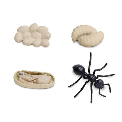 Life Cycle Of An Ant