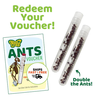 Ant Hill™ Tunneling Kit with PREPAID Voucher