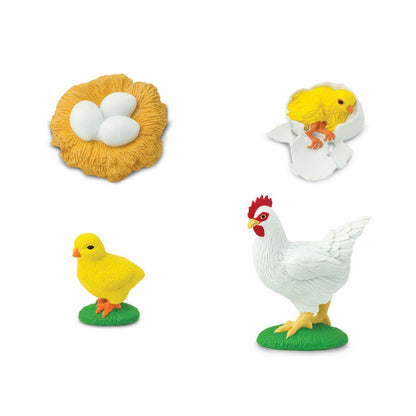 Life Cycle Of A Chicken