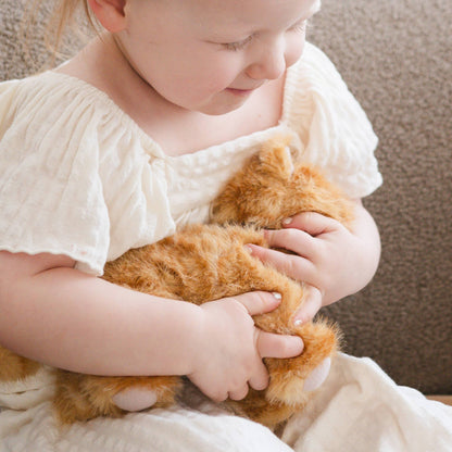 Munchkin & House (cat)