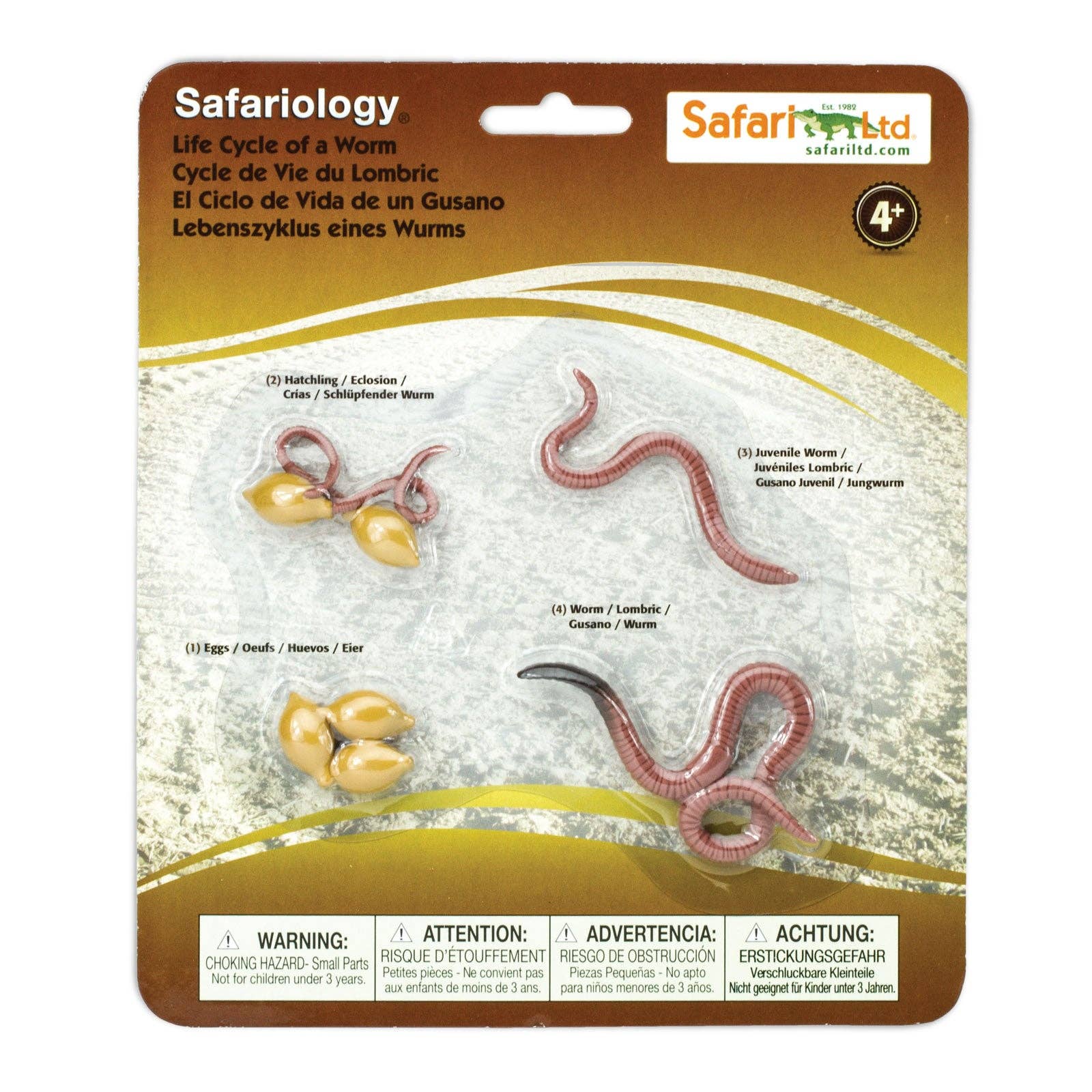 Life Cycle of a Worm – Pear + Pei
