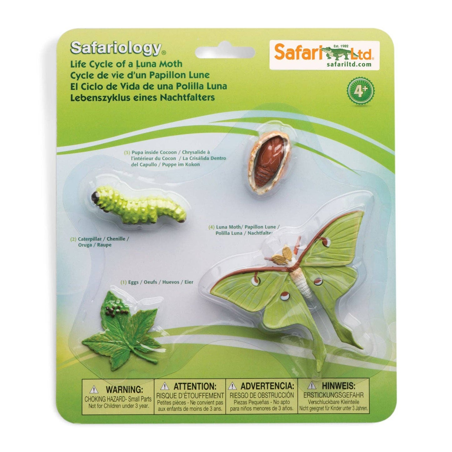 Life Cycle of a Luna Moth