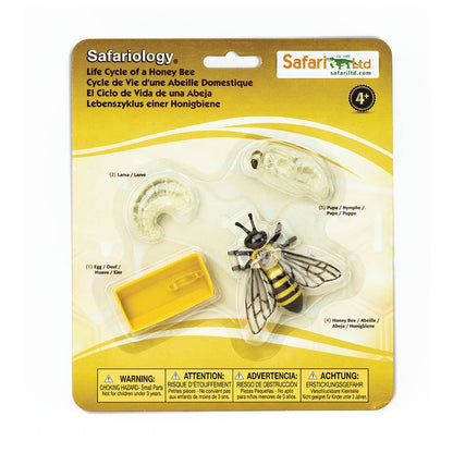 Life Cycle Of A Honey Bee