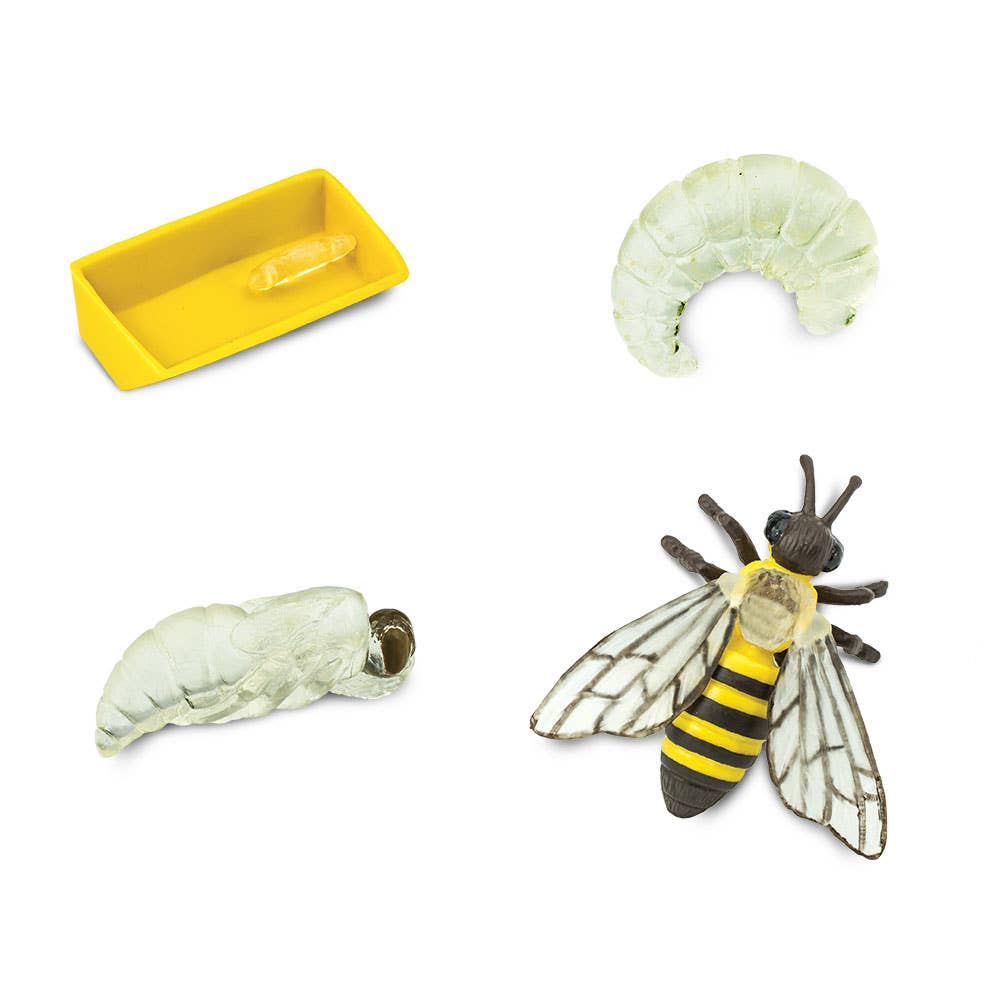 Life Cycle Of A Honey Bee