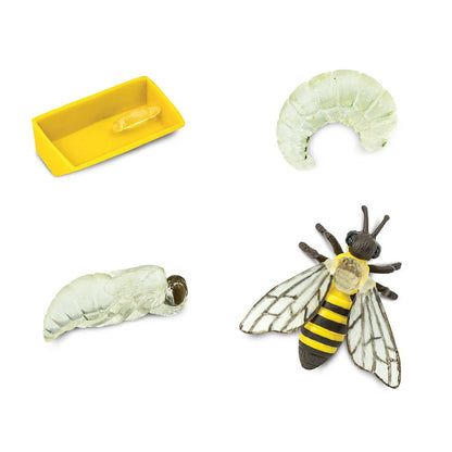 Life Cycle Of A Honey Bee