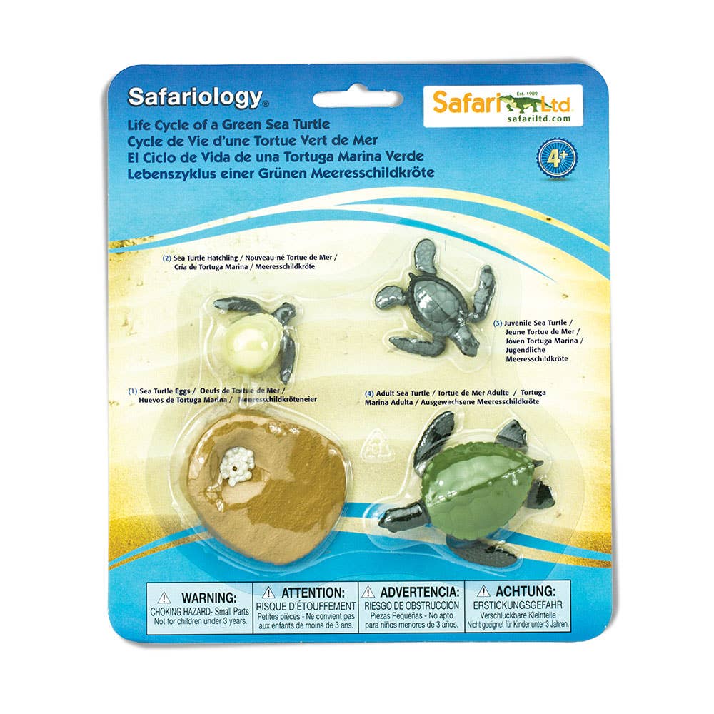 Life Cycle Of A Green Sea Turtle