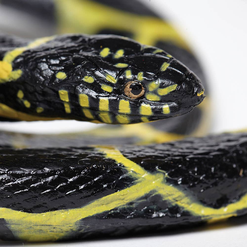 Chain Kingsnake